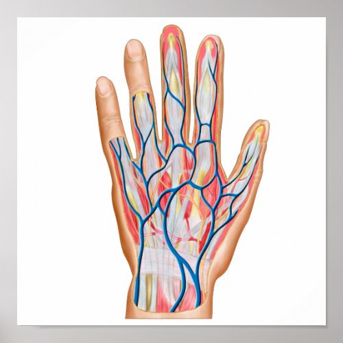 Anatomy Of Back Of Human Hand Poster