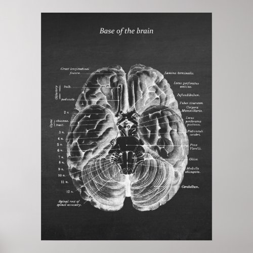 Anatomy of Base of the Brain print no1