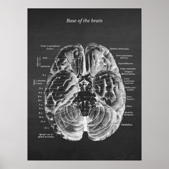 Anatomy of Base of the Brain print no.1 (Front)