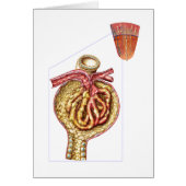 Anatomy Of Bowman'S Glomerular Capsule (Front)