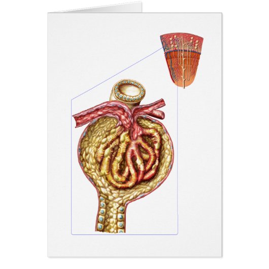 Anatomy Of Bowman'S Glomerular Capsule Cards (Front)