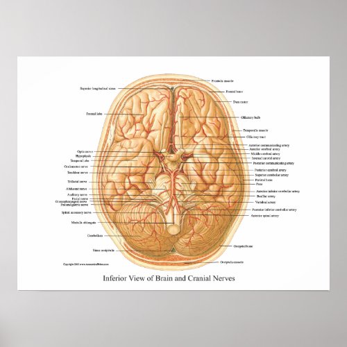 Anatomy of Brain with Cranial Nerves Poster