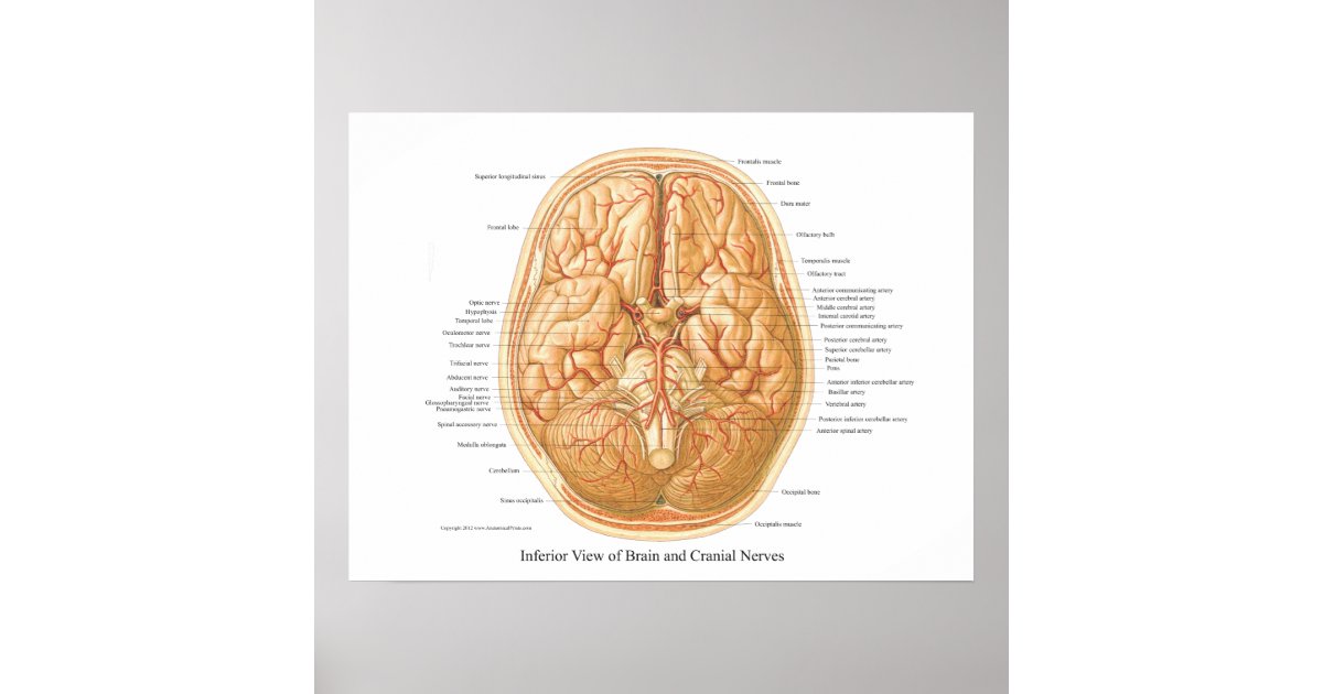 Anatomy of Brain with Cranial Nerves Poster | Zazzle