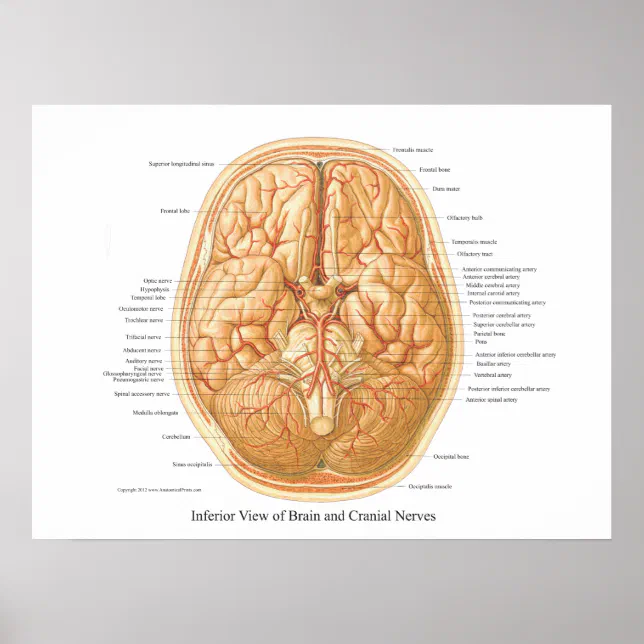 Anatomy of Brain with Cranial Nerves Poster | Zazzle