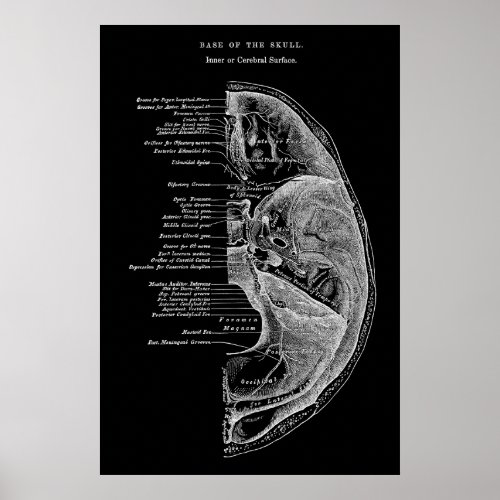 Anatomy of Cranial Bones Poster