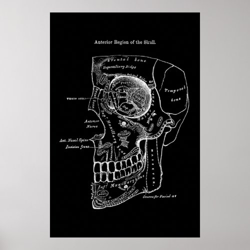 Anatomy of Cranium Anterior Region Poster