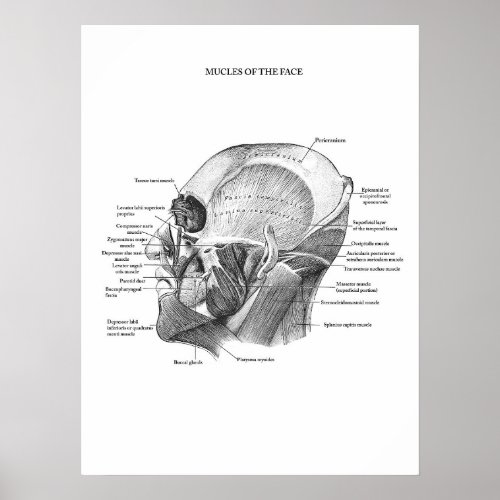Anatomy of Facial Muscles Poster