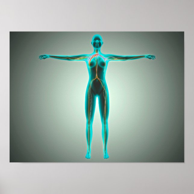 Anatomy Of Female Body With Arteries And Veins Poster (Front)