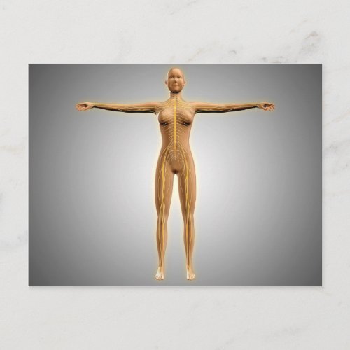 Anatomy Of Female Body With Nervous System Postcard