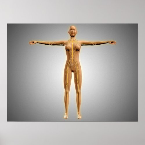 Anatomy Of Female Body With Nervous System Poster