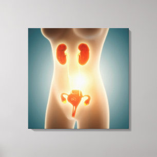 Anatomy Of Female Body With Reproductive Organs Canvas Print