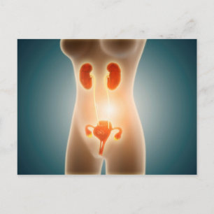 Anatomy Of Female Body With Reproductive Organs Postcard