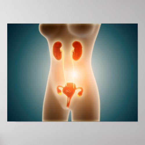 Anatomy Of Female Body With Reproductive Organs Poster