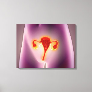 Anatomy Of Female Body With Uterus Canvas Print
