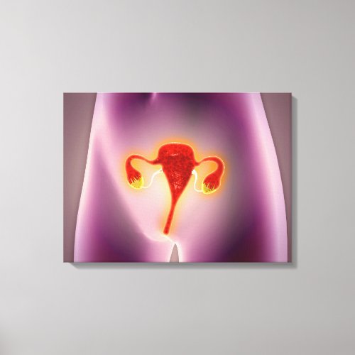 Anatomy Of Female Body With Uterus Canvas Print