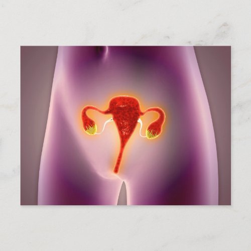 Anatomy Of Female Body With Uterus Postcard