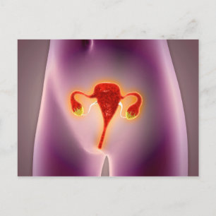 Anatomy Of Female Body With Uterus Postcard