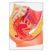 Anatomy Of Female Reproductive System 1 (Front)