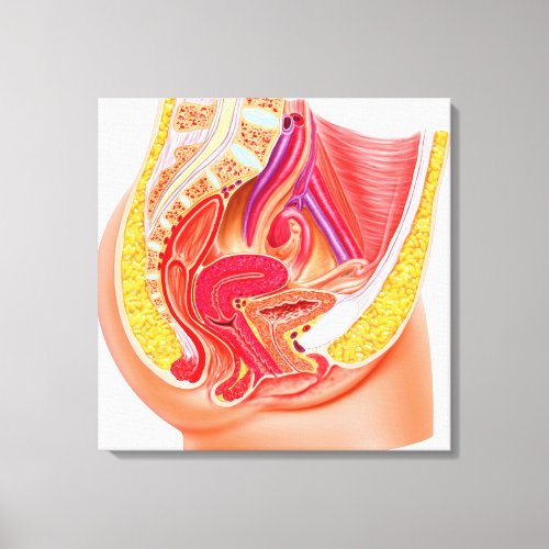 Anatomy Of Female Reproductive System 1 Canvas Print