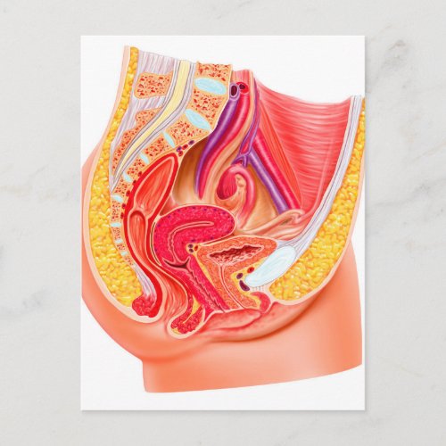 Anatomy Of Female Reproductive System 1 Postcard