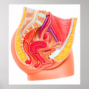 Anatomy Of Female Reproductive System 1 Poster