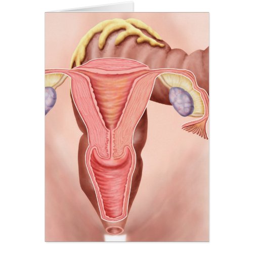 Anatomy Of Female Reproductive System 2
