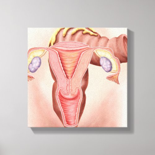 Anatomy Of Female Reproductive System 2 Canvas Print