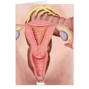 Anatomy Of Female Reproductive System 2 Cards