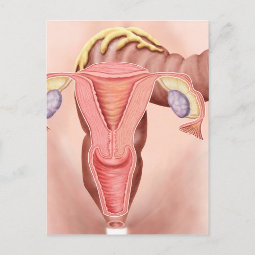 Anatomy Of Female Reproductive System 2 Postcard