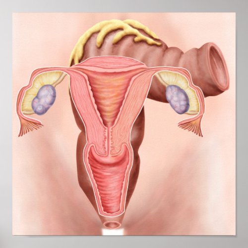 Anatomy Of Female Reproductive System 2 Poster