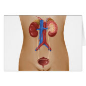 Anatomy Of Female Urinary System (Front Horizontal)