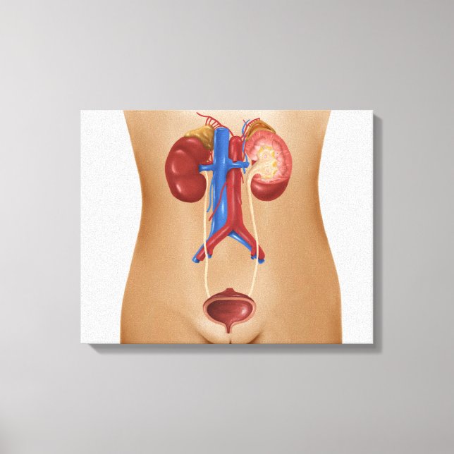 Anatomy Of Female Urinary System Canvas Print (Front)