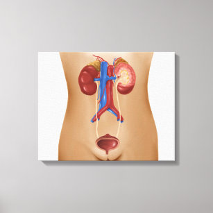Anatomy Of Female Urinary System Canvas Print