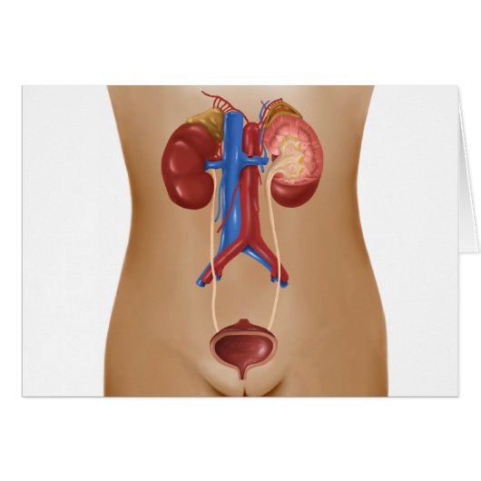 Anatomy Of Female Urinary System Cards (Front Horizontal)
