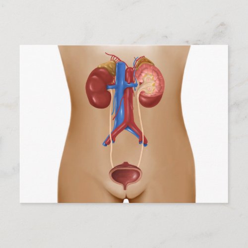 Anatomy Of Female Urinary System Postcard
