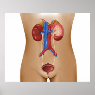 Anatomy Of Female Urinary System Poster