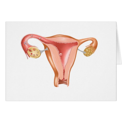 Anatomy Of Female Uterus 1