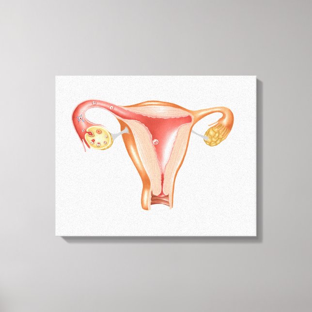 Anatomy Of Female Uterus 1 Canvas Print (Front)