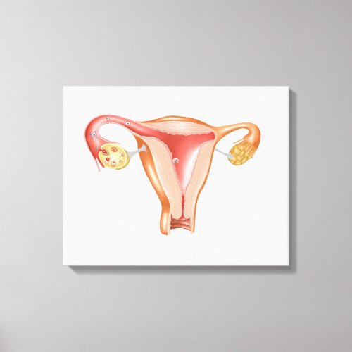 Anatomy Of Female Uterus 1 Canvas Print