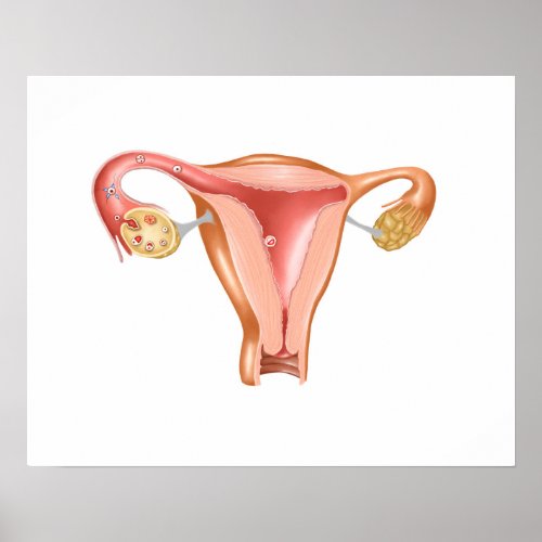 Anatomy Of Female Uterus 1 Poster