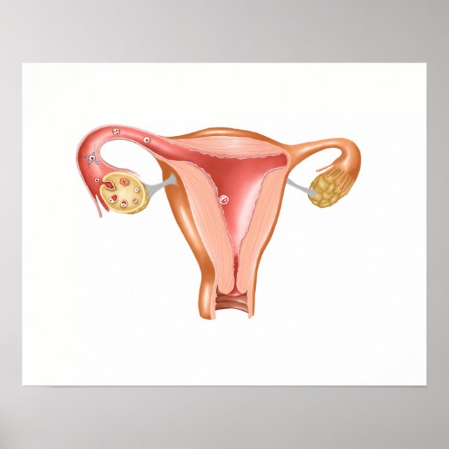 Anatomy Of Female Uterus 1 Poster (Front)