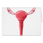 Anatomy Of Female Uterus 2 (Front Horizontal)