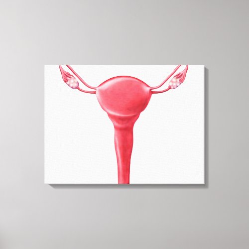 Anatomy Of Female Uterus 2 Canvas Print