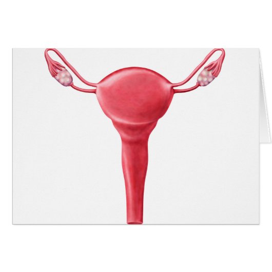 Anatomy Of Female Uterus 2 Cards (Front Horizontal)