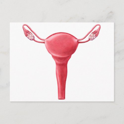 Anatomy Of Female Uterus 2 Postcard