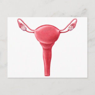 Anatomy Of Female Uterus 2 Postcard