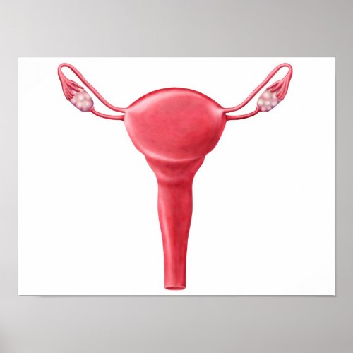 Anatomy Of Female Uterus 2 Poster