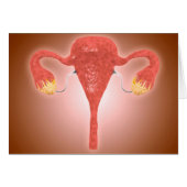 Anatomy Of Female Uterus With Ovaries (Front Horizontal)