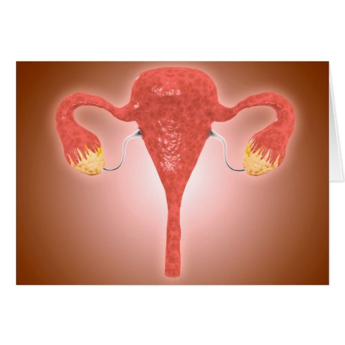 Anatomy Of Female Uterus With Ovaries