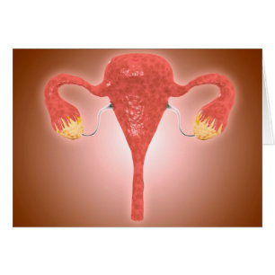 Anatomy Of Female Uterus With Ovaries Cards